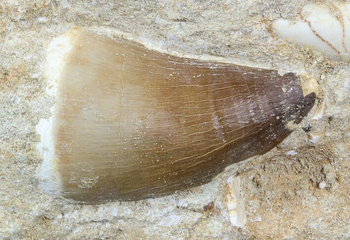 Mosasaur (Prognathodon) Tooth In Rock - Nice Tooth #55805